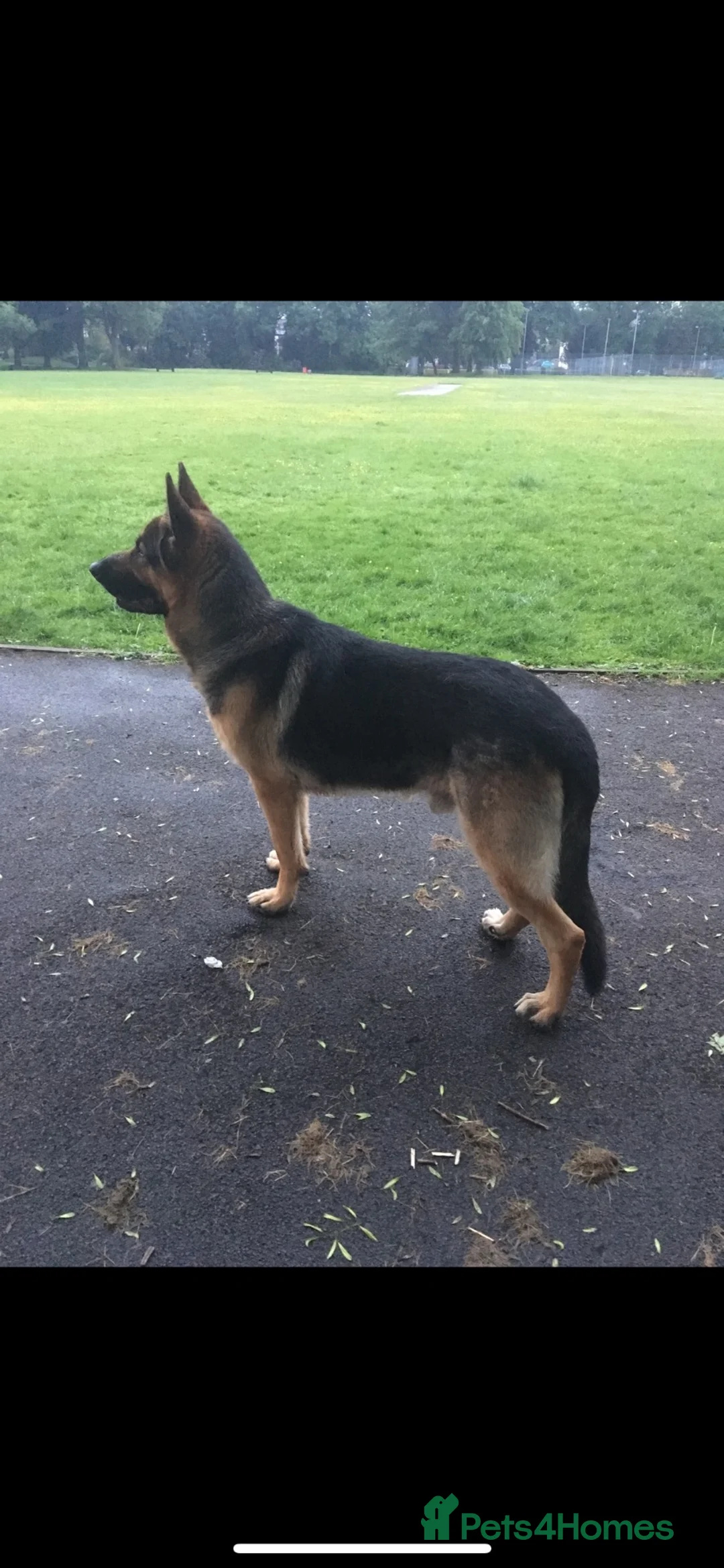 German Shepherd dogs for stud: German shepherd for Stud  in Bury - Advert 12