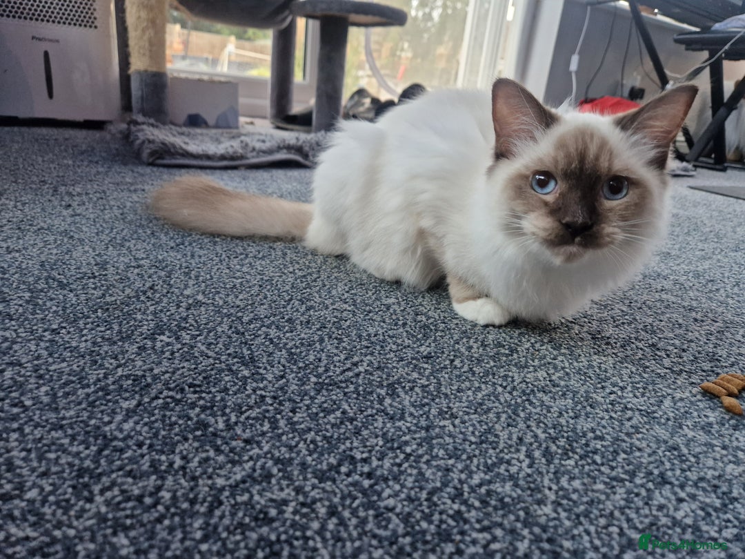 Ragdoll cats for sale: Gorgeous GCCF Ragdoll kittens READY NOW!!! - Image 17