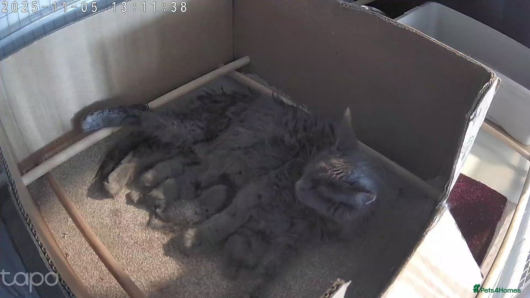 Maine Coon cats for sale: Ready December TICA beautiful Maine Coon Kittens  - Image 22