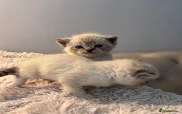 Persian cats for sale: Adorable Persian × Bengal Kittens  - Image 12