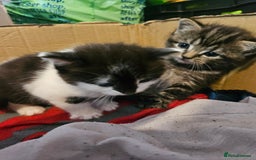 Russian Blue cats for sale: Russian blue mix - Image 16