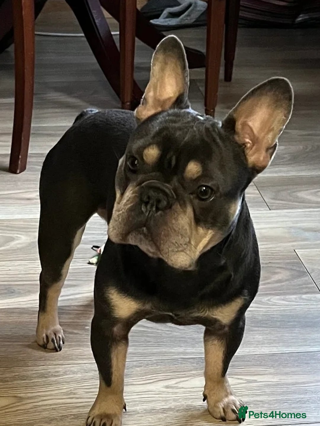 French Bulldog dogs for sale: Exquisite Pedigree French Bull Dog Puppies  - Image 16