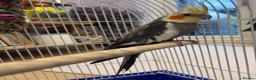 Cockatiels birds for sale: 15 month old male cockatiel - Advert 12