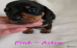 Miniature Dachshund dogs for sale: Beautiful black & tan miniature Dachshund puppies - Image 5