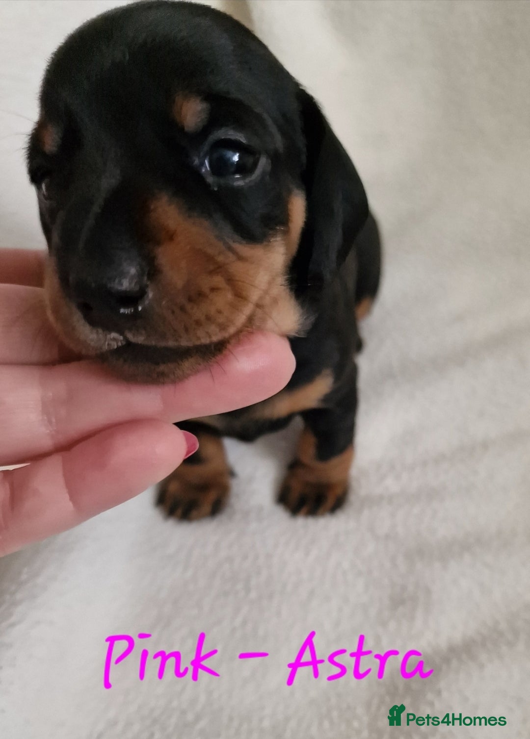 Miniature Dachshund dogs for sale: Beautiful black & tan miniature Dachshund puppies - Image 5