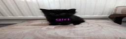 Mixed Breed cats for sale: Black floofy kittens, ready to go 🥰 - Advert 5