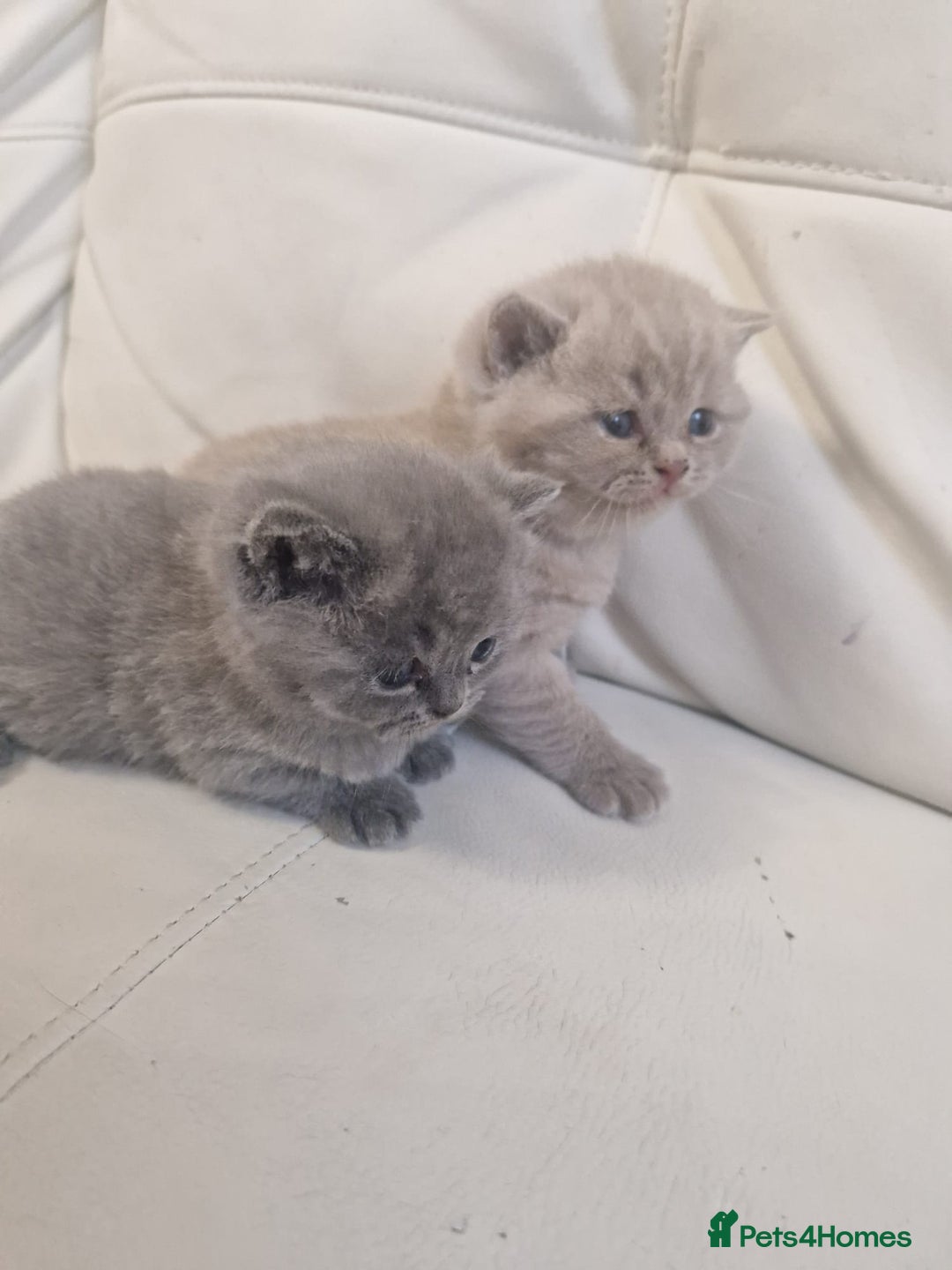 British Shorthair cats for sale: British Shorthair Kittens Blue and Lilac. - Advert 11