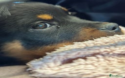 Rottweiler dogs for stud: Rottweiler Dog for Stud - Image 16