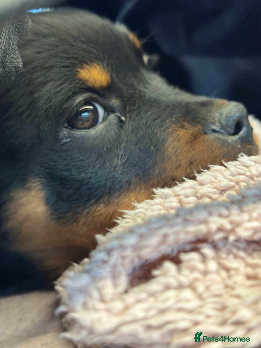 Rottweiler dogs for stud: Rottweiler Dog for Stud - Image 16