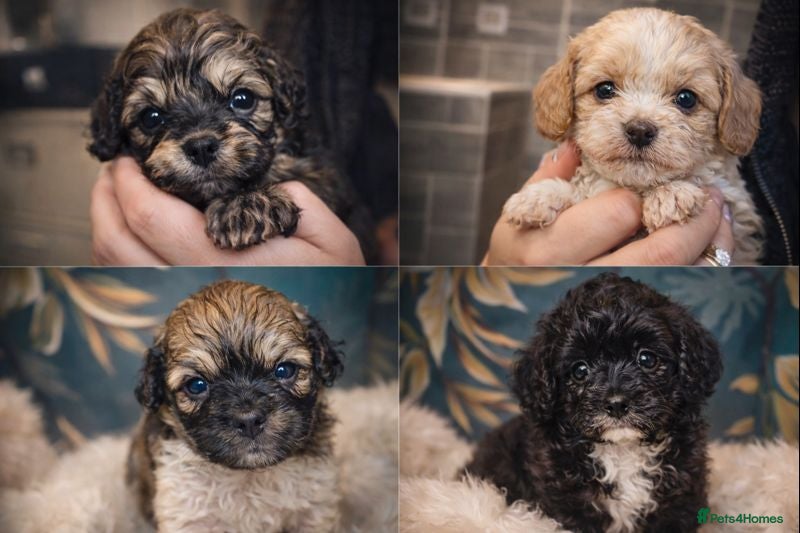 Shihpoo dogs Our 2026 Toy shihpoo WAITING LIST is now open - Advert 2