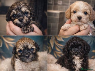 Shihpoo dogs Our 2026 Toy shihpoo WAITING LIST is now open - Advert 2
