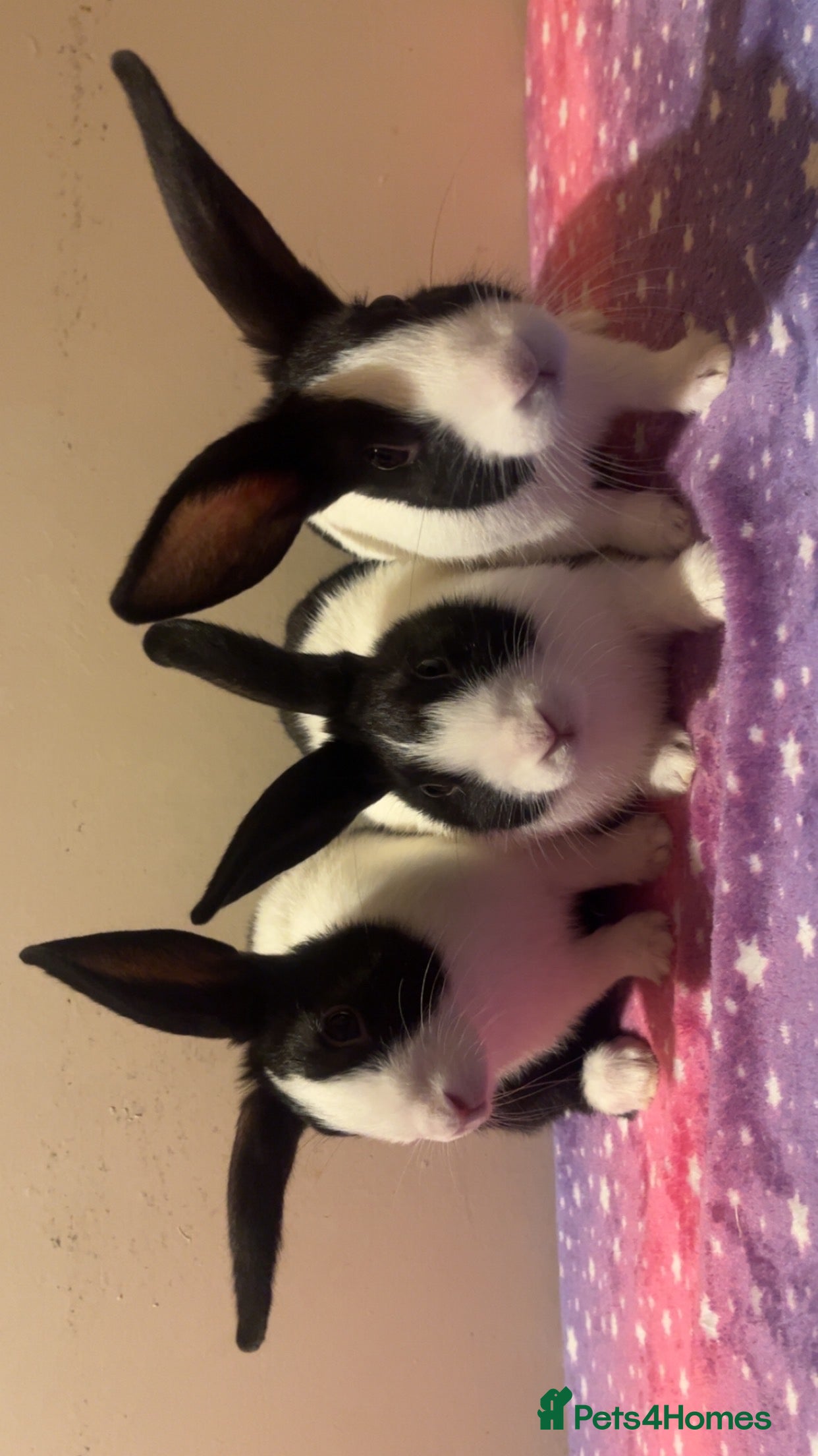 Dutch rabbits 3 pure bred Dutches looking for homes - Advert 2