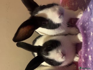 Dutch rabbits 3 pure bred Dutches looking for homes - Advert 5
