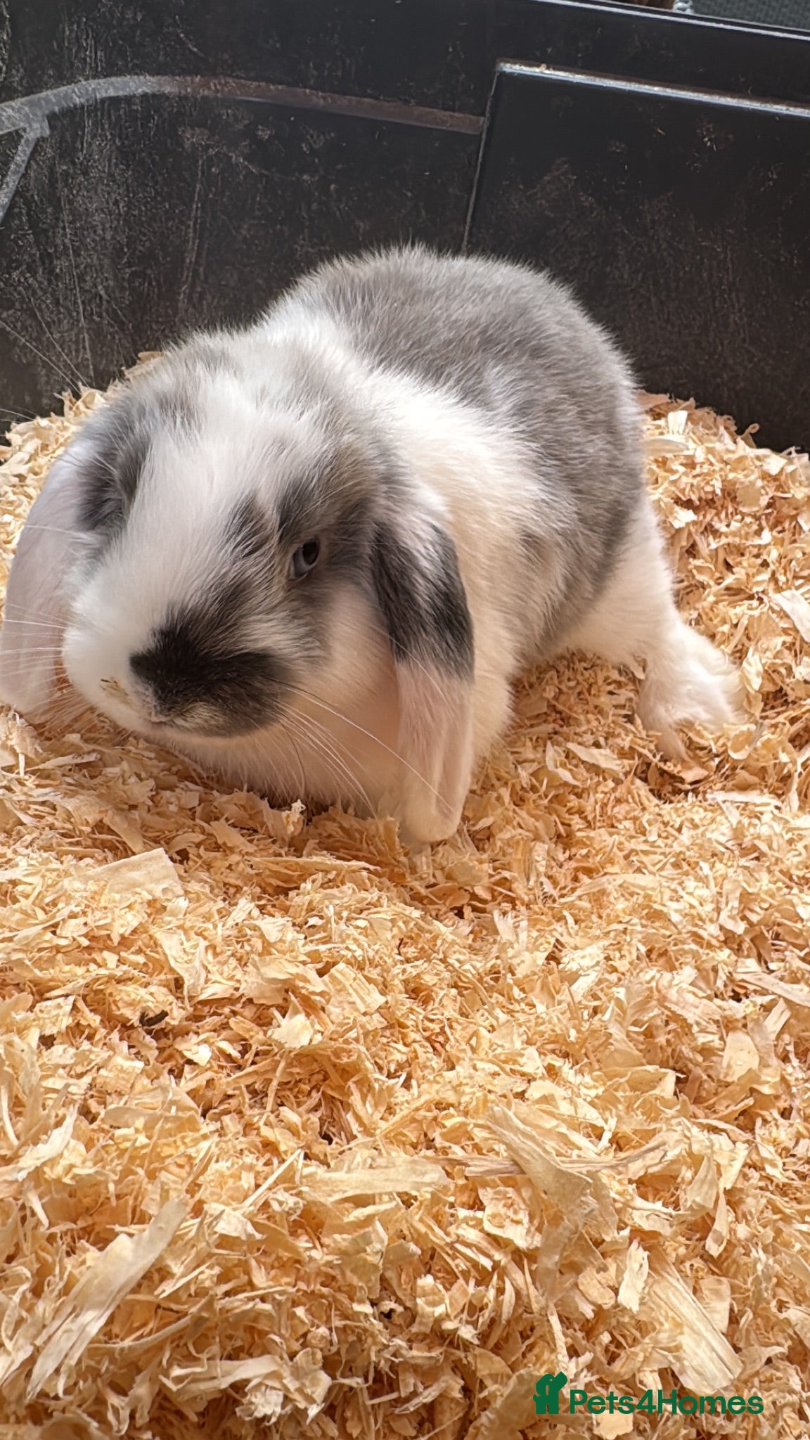 Mini Lop rabbits Mini Lop Babies  - Advert 10