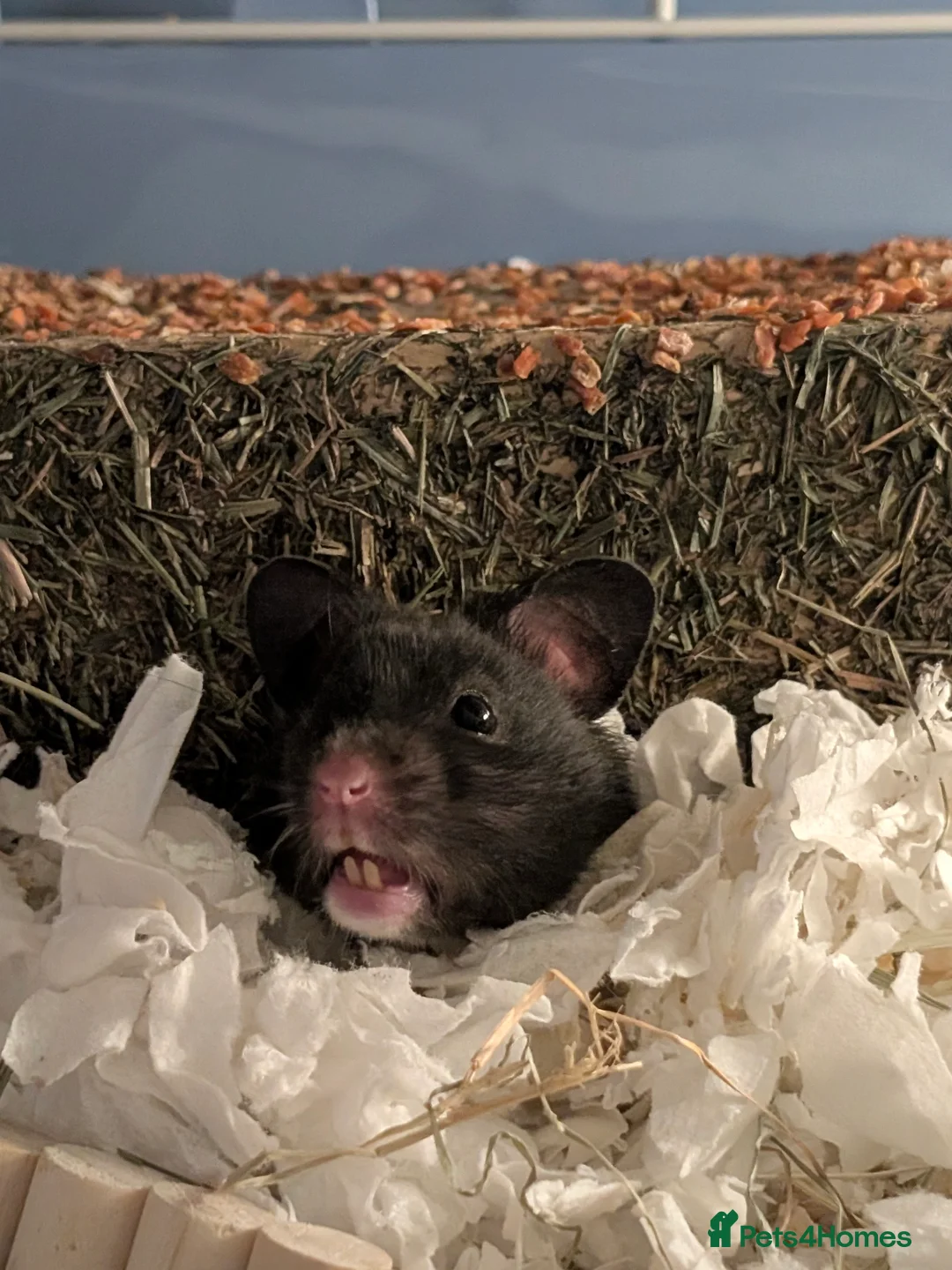 Hamster rodents for sale: Syrian hamster female  - Advert 9