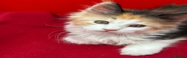 Maine Coon Kitten 2