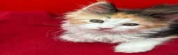 Maine Coon cats for sale: TICA Reg Maine Coon Kittens Red & Tortie Babies - Advert 23