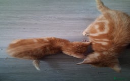 Mixed Breed cats for sale: CUTE KITTIES❤💕 - Image 5