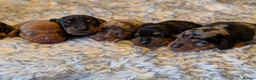 Dachshund dogs for sale: Standard dachshund puppies - Advert 7
