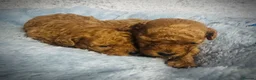 Toy Poodle dogs for sale: Red Asian x Toy Poodle  - Advert 9