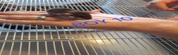 Rat rodents for sale: Baby male and female dumbos and rex rats  - Advert 19