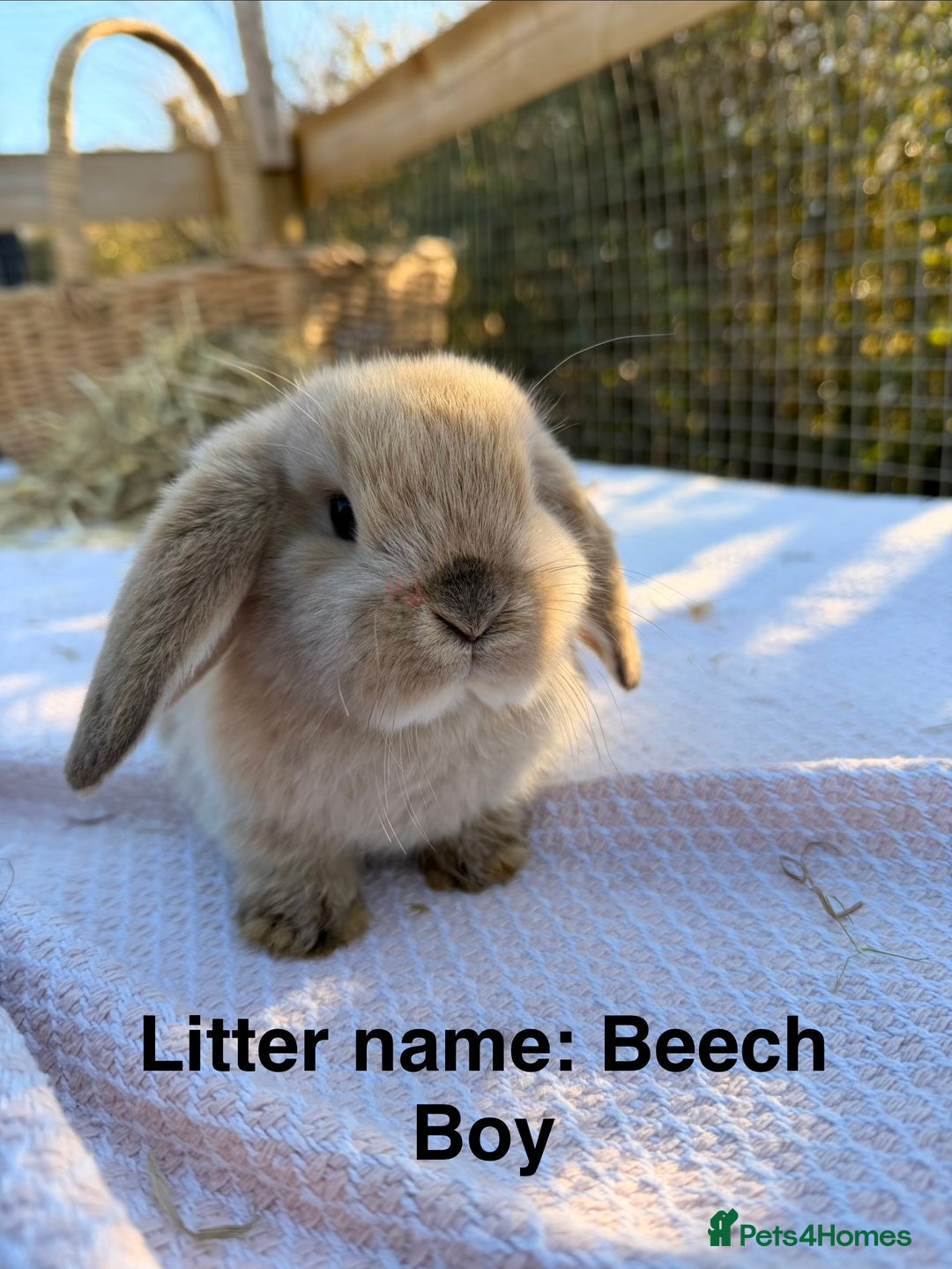 Mini Lop rabbits for sale: Mini Lop bunnies  - Advert 11