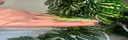 Frog reptiles for sale: Various dart frogs and tree frogs  - Advert 3