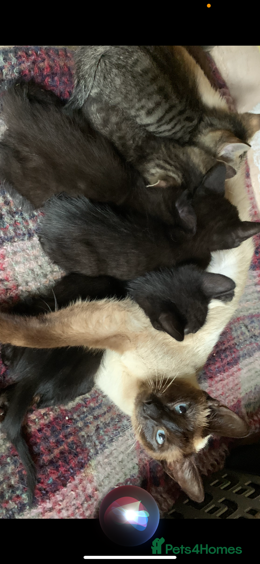 Mixed Breed cats for sale: Mixed Siamese cross kittens - Image 6