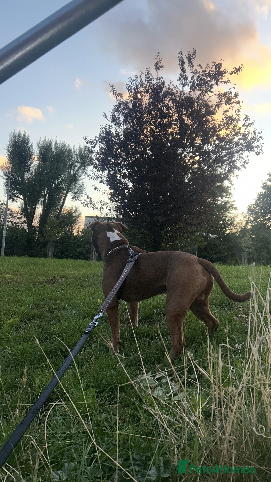 American Bull Staffy dogs for stud: Rocko American staffy stud - Advert 3