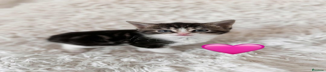 Mixed Breed Kitten 4
