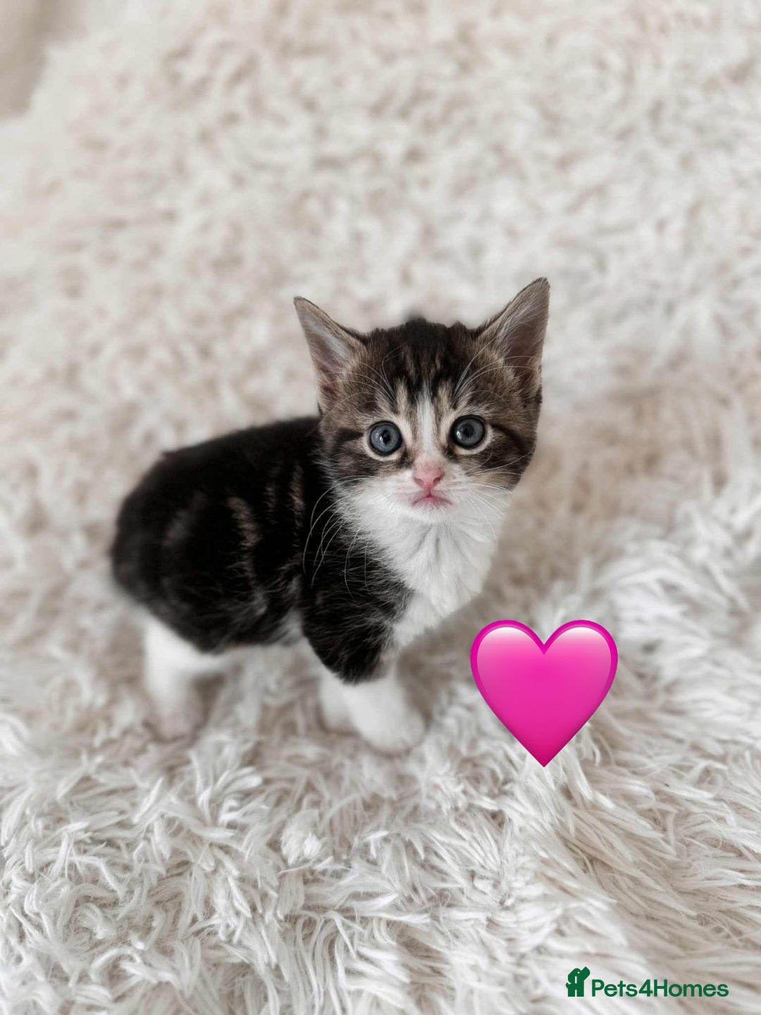 Mixed Breed cats for sale: 4 Persian x kittens  - Image 5