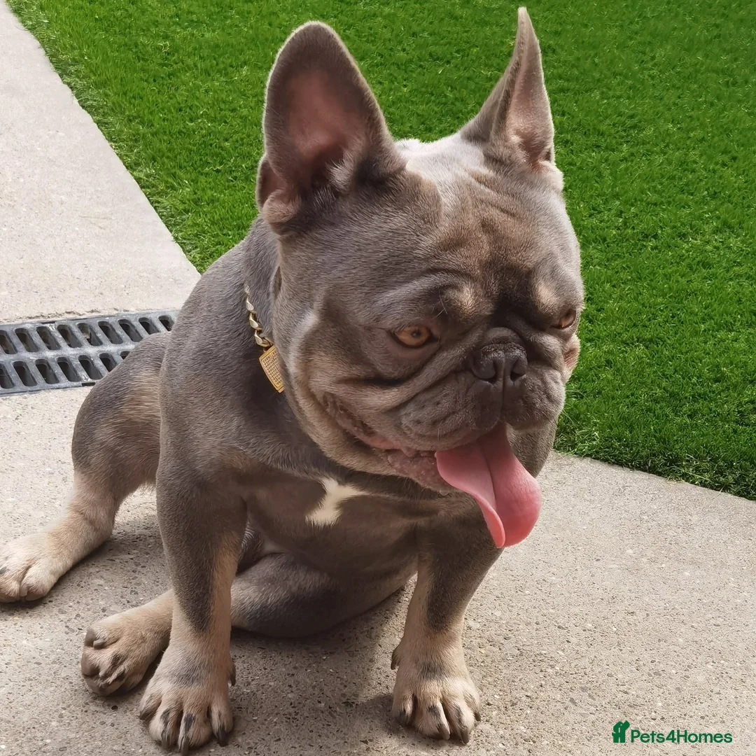 French Bulldog dogs for stud: Mayan, Rfg, bva, Silver health tested Lilac tan in Sheffield - Advert 4