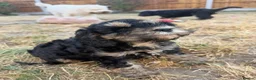 Cockapoo dogs for sale: Gorgeous phantom cockapoos!  - Advert 26