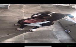 Mixed Breed dogs for sale: Pablo boxer x staffy  - Image 2