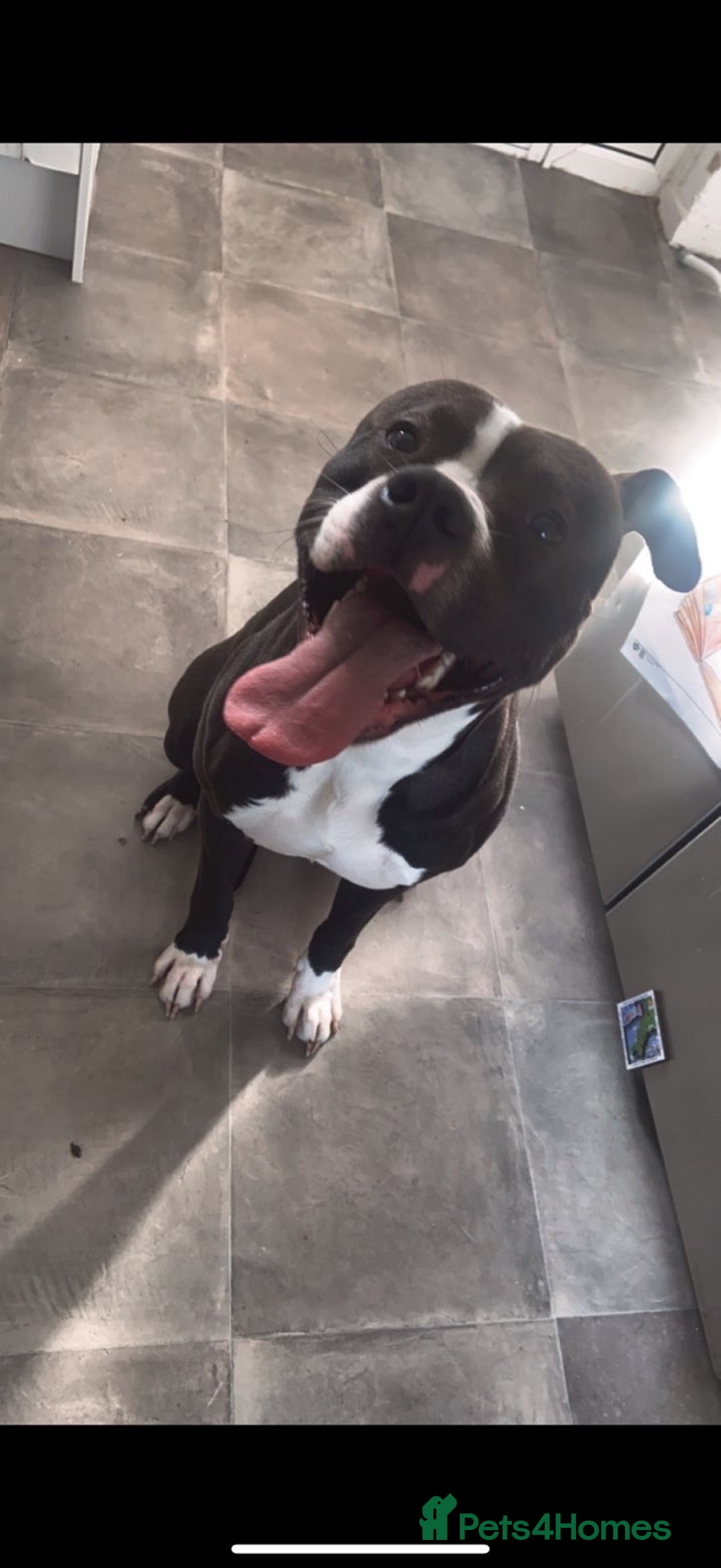 Mixed Breed dogs for sale: Pablo boxer x staffy  - Image 2