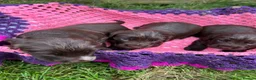 Cocker Spaniel dogs for sale: Cocker Spaniel puppies full pedigree for sale - Advert 6