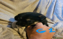 Huskita dogs for sale: Husky x akita puppys - Image 31