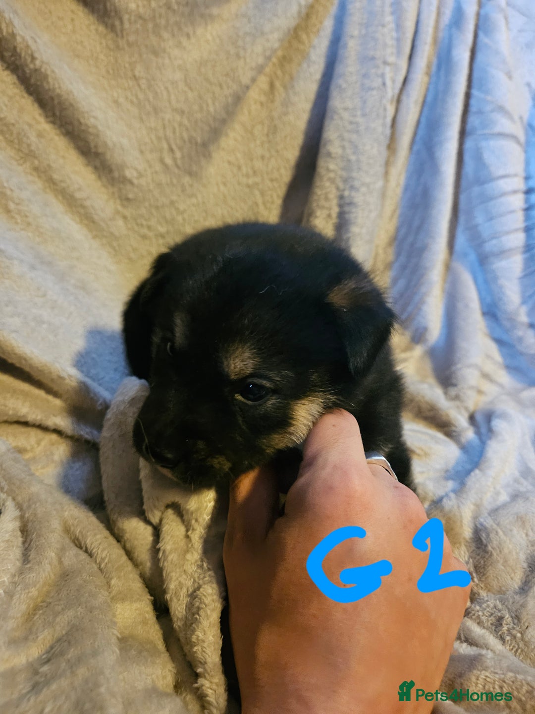 Huskita dogs for sale: Husky x akita puppys - Image 31