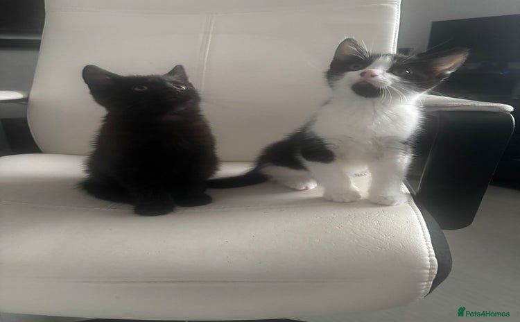 Mixed Breed cats - Advert 13