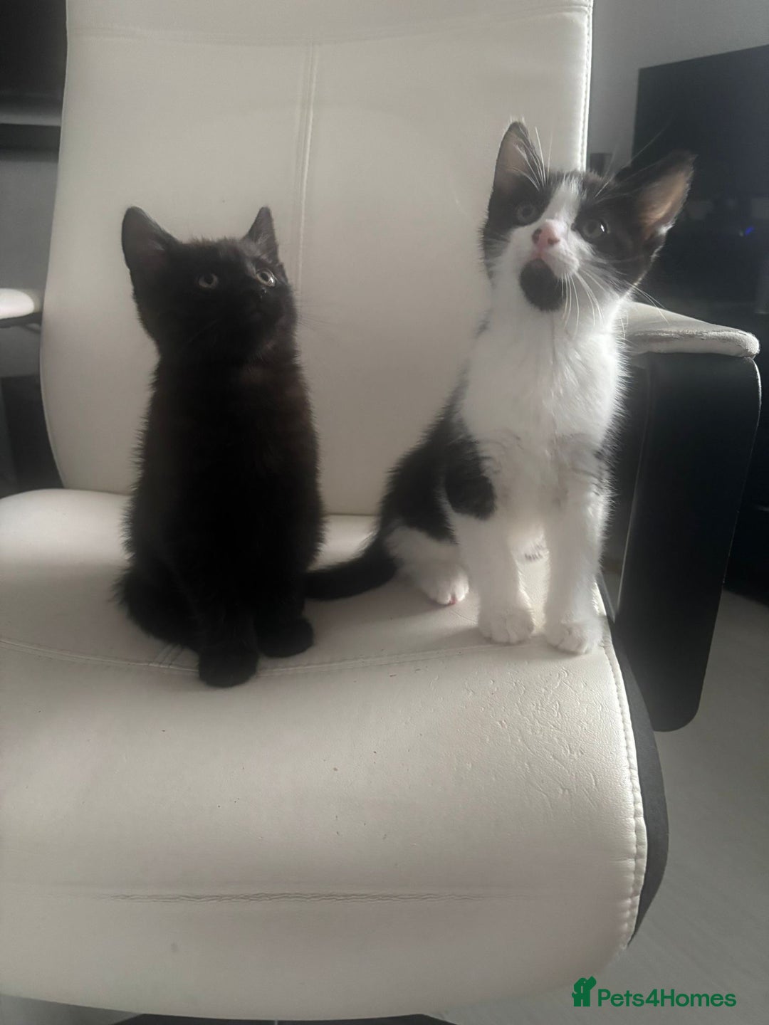 Mixed Breed cats for sale: Two Adorable Male Kittens 🥰😍 - Image 1