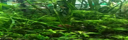 Corys fish for sale: Live aquarium plants*CHEMICAL FREE* - Advert 1