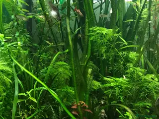 Corys fish Live aquarium plants*CHEMICAL FREE* - Advert 5
