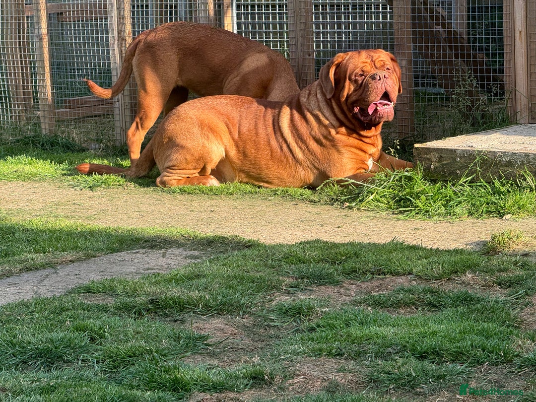 Dogue De Bordeaux dogs for sale: Ready to go last Outstanding Chunky KC DDB Puppy - Advert 12