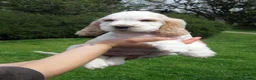 Cocker Spaniel dogs for sale: Orange Roan Show Type Cocker Spaniel Puppies - Advert 4