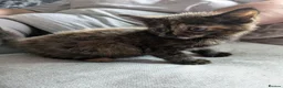 Mixed Breed cats for sale: Beautiful Kittens in Brierley Hill - Advert 12