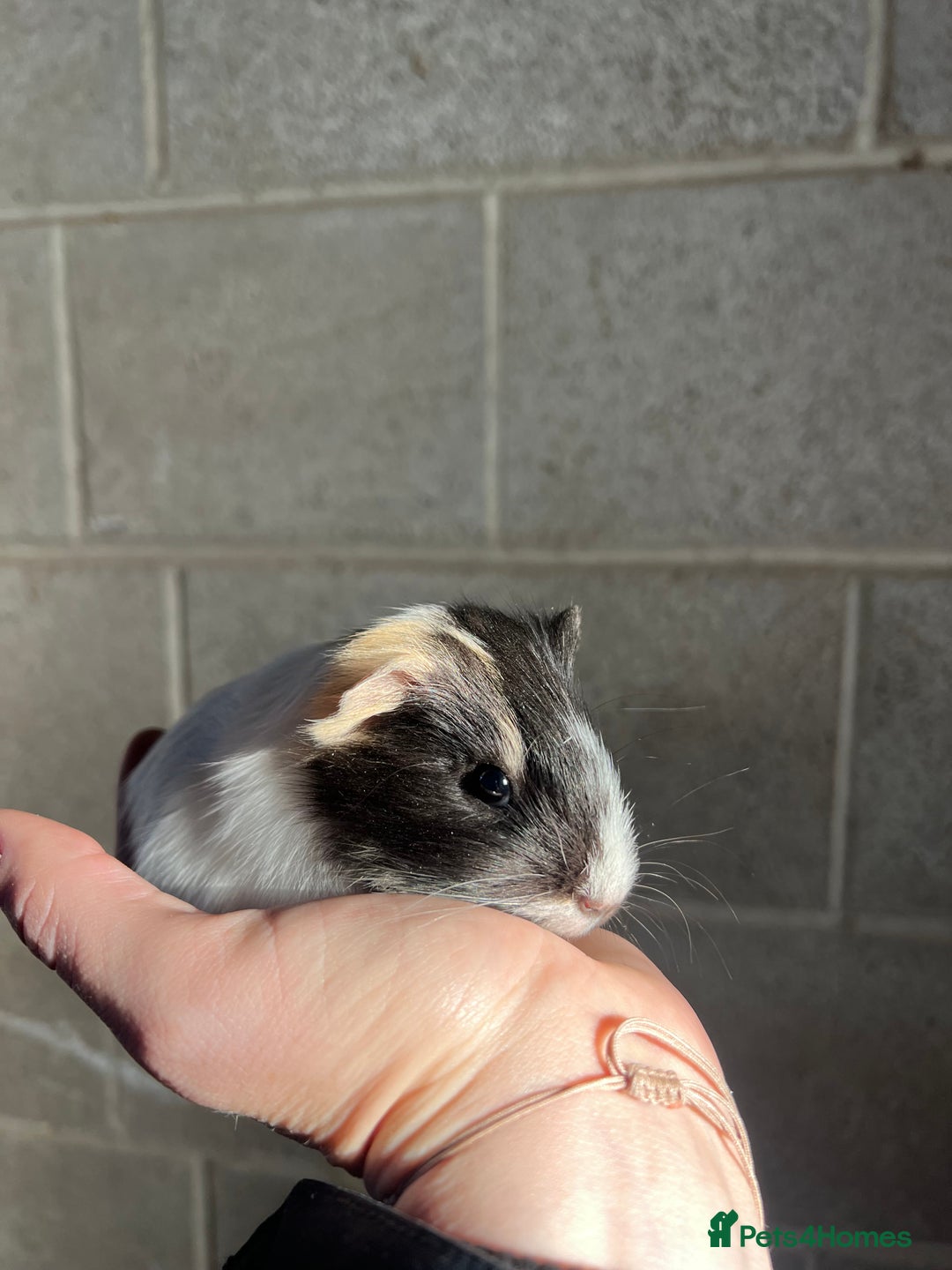 Guinea Pig rodents for sale: Three lovely boys looking for their forever home!  - Advert 15
