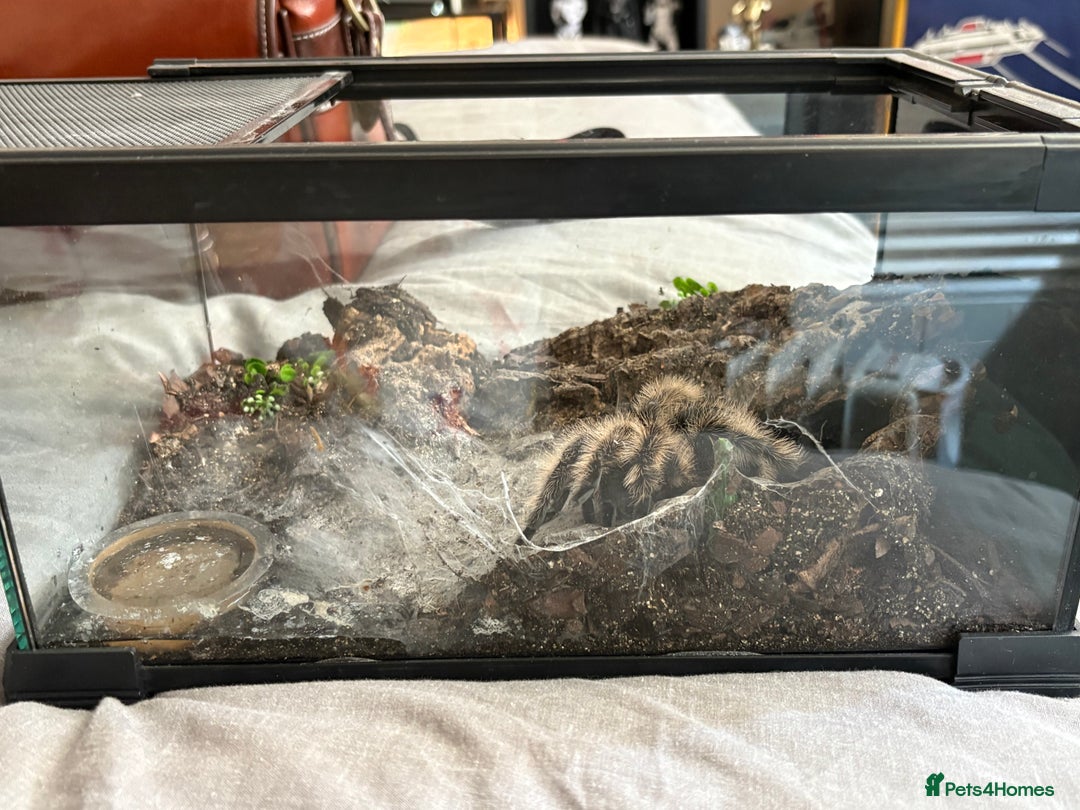 Tarantulas invertebrates for sale: Adult female curly hair and enclosure. - Image 4