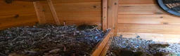 Mixed Breed birds for sale: Quails - Advert 4