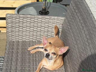 Chihuahua dogs Chihuahua For Stud in Bonnybridge - Advert 1