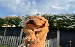Cocker Spaniel dogs for sale: 2 gorgeous cocker spaniel puppies ready 14/9/25 - Image 10